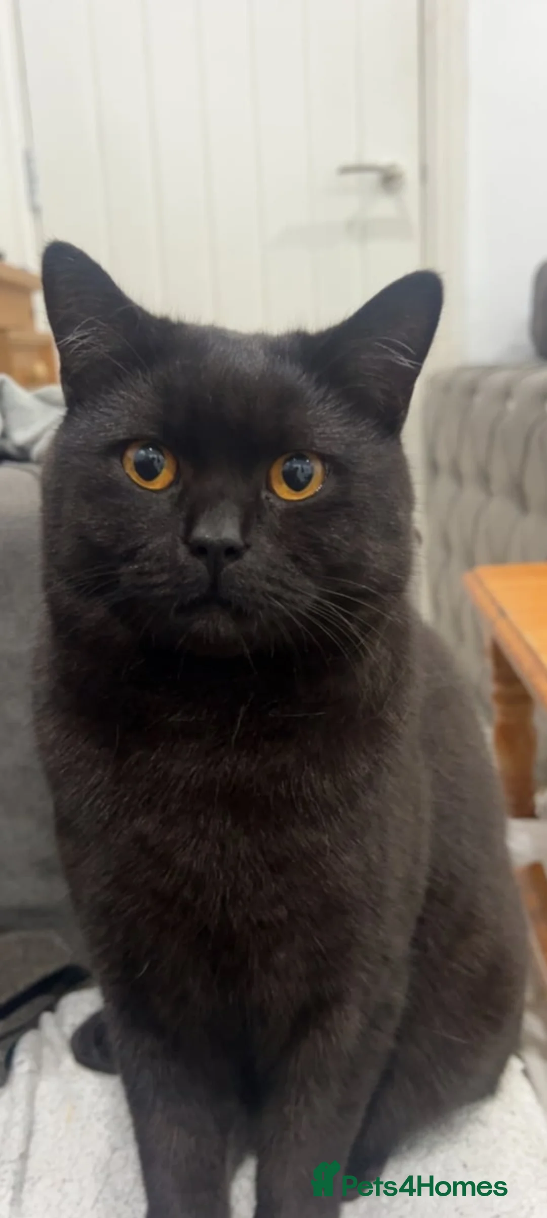 British Shorthair cats for sale: Female British Longhair Cat - Advert 5