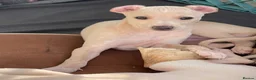 Italian Greyhound dogs for sale: 5 wonderful Wiggy’s licensed breeder  - Advert 39