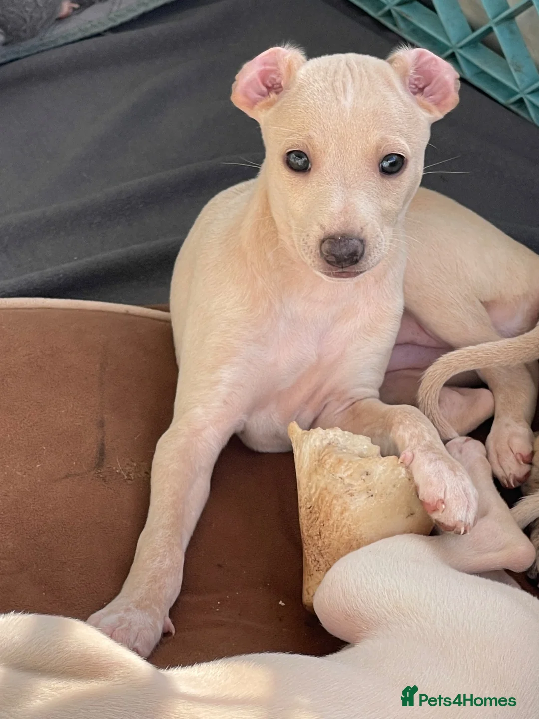 Italian Greyhound dogs for sale: 5 wonderful Wiggy’s licensed breeder  - Advert 39