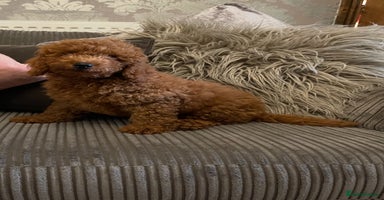 Miniature Poodle dogs - Advert 5