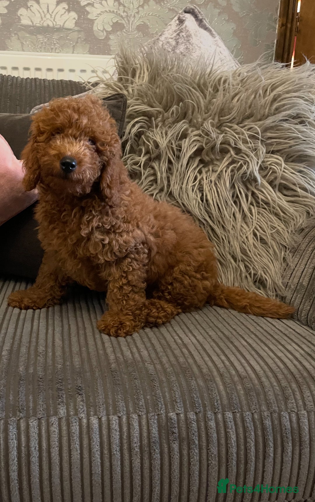 Miniature Poodle dogs for sale: 🐩♥️Kc reg miniature poodles♥️🐩 - Image 3