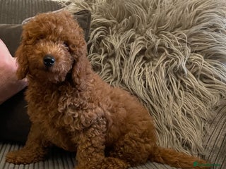 Miniature Poodle dogs - Advert 23
