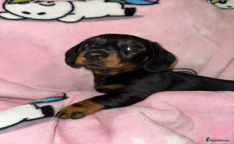 Miniature Dachshund dogs - Advert 5