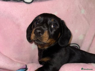Miniature Dachshund dogs - Advert 13