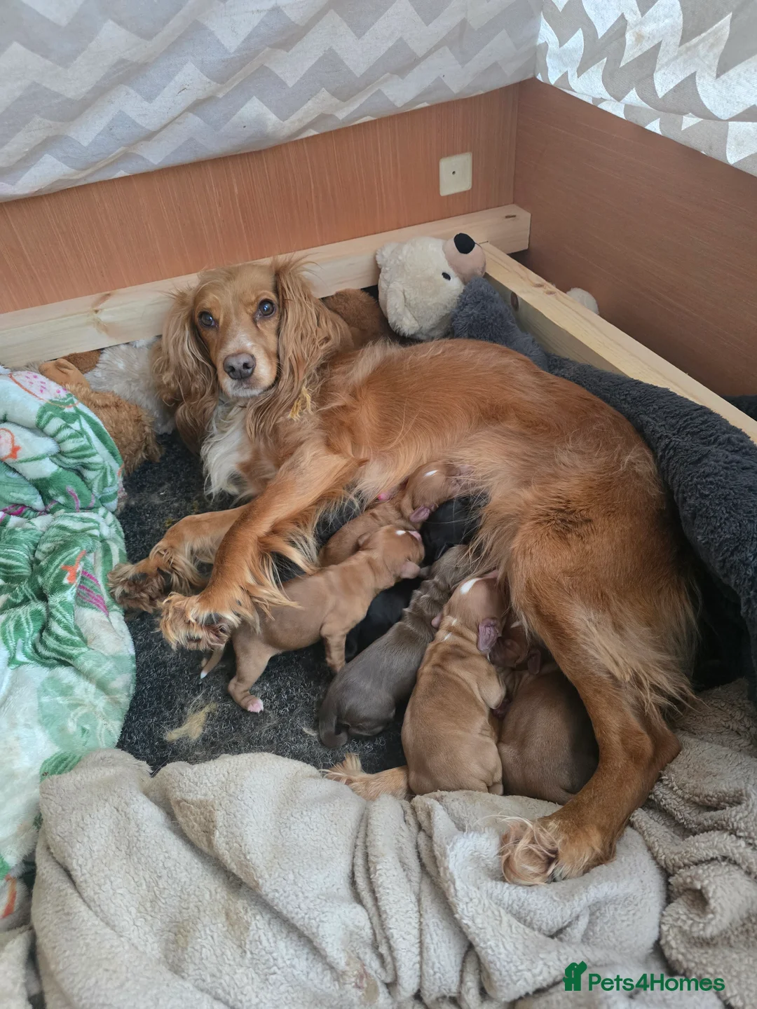 Cocker Spaniel dogs for sale: Cocker spaniel puppy  - Advert 1