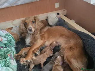 Cocker Spaniel dogs Cocker spaniel puppy - Advert 6