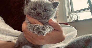 British Shorthair cats - Advert 10