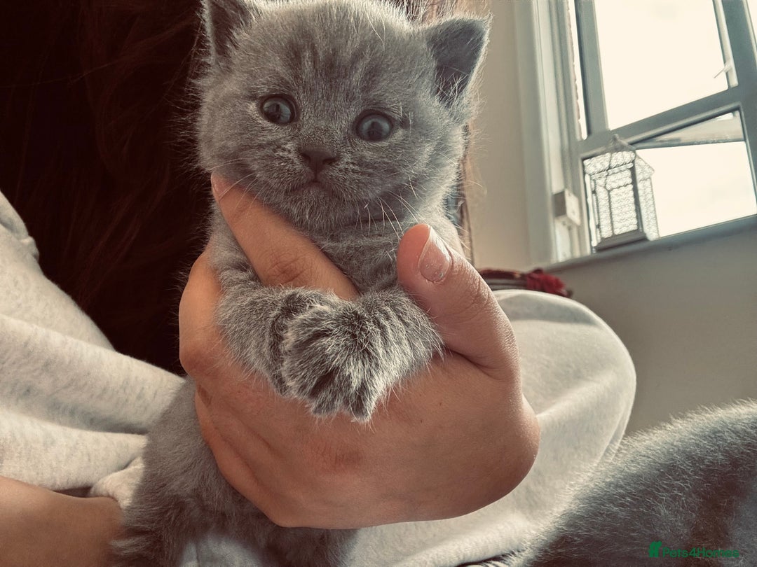 British Shorthair cats for sale: Pure British short hair  - Image 3