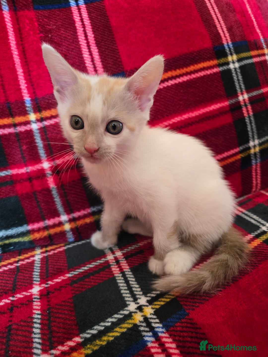 Mixed Breed cats for sale: Kittens 🐯🩷💛 - Image 4