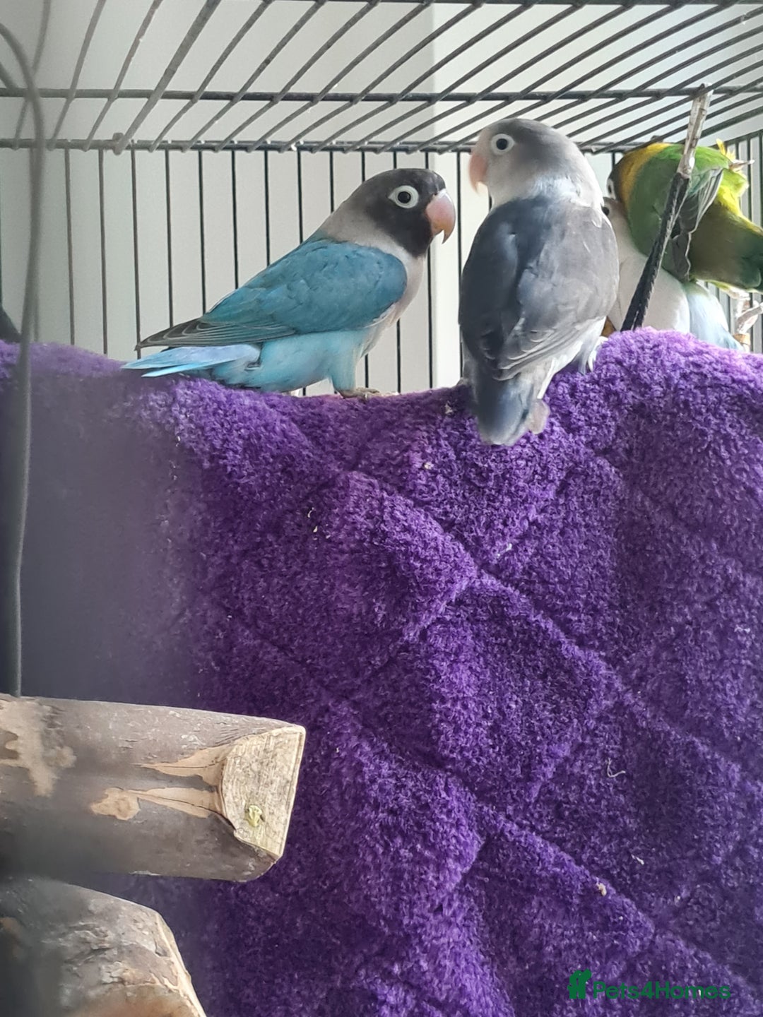 Lovebirds birds for sale: Fishers Lovebirds  - Image 5