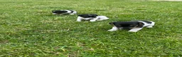 Jack Russell dogs for sale: Traditional Jack Russells - Advert 3