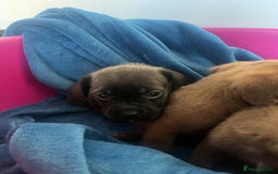 Cockapoo dogs for sale: Adorable cockapoo cross reduced last 2  - Image 2