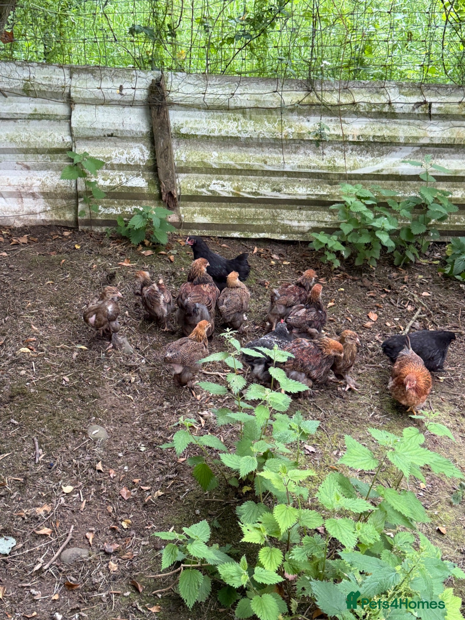 Chickens poultry Gold Partridge Brahma Chicks - Advert 1