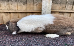 Mini Lop rabbits for sale: Mini lops  - Image 16