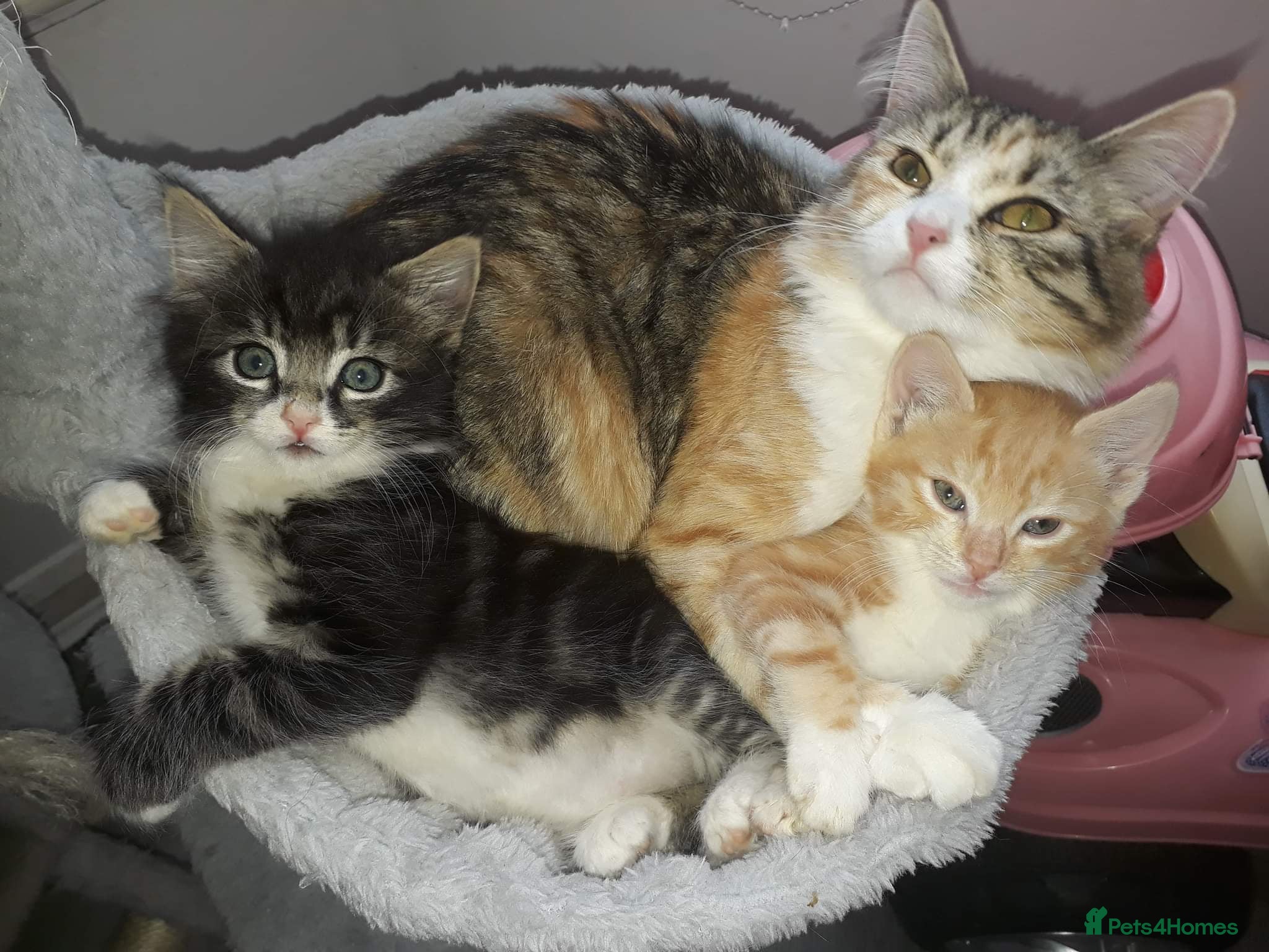 Siberian cats 8 weeks old Siberian kittens GOOD HOMES ONLY - Advert 6
