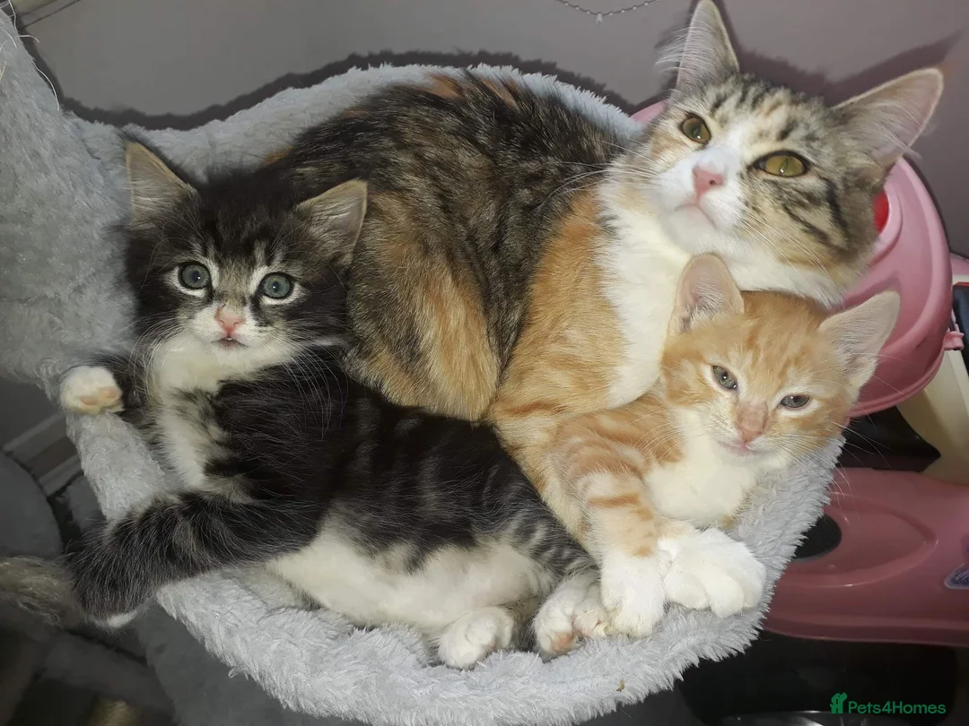 Siberian cats for sale: 8 weeks old Siberian kittens GOOD HOMES ONLY in Bootle - Advert 1
