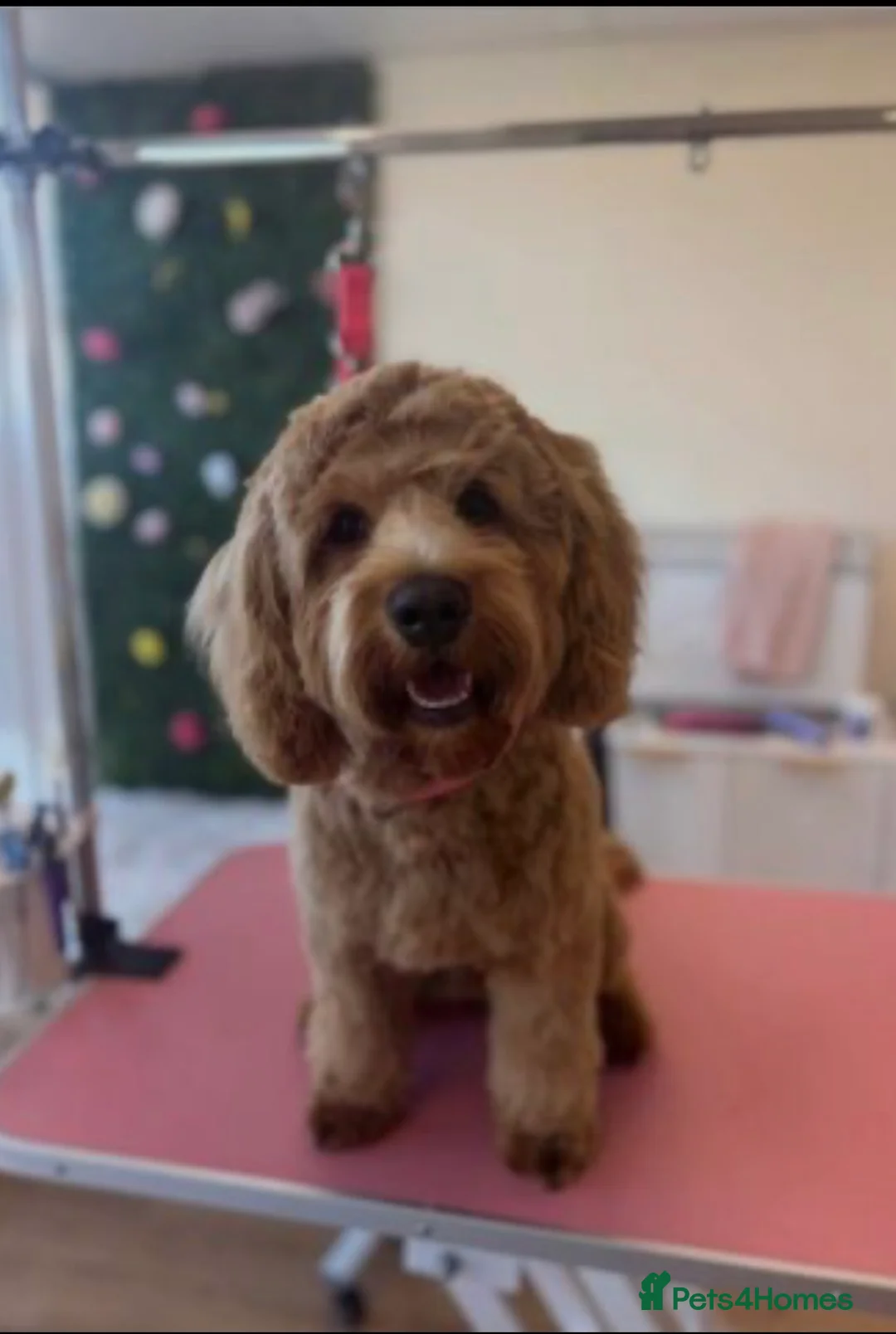 Cockapoo dogs for sale: Cockapoo boy 7 months  in Newcastle upon Tyne - Advert 2