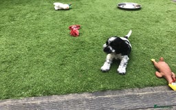 Cocker Spaniel dogs for sale:  show cocker puppy.KC reg. AMS.PRA. & FN clear. - Image 13