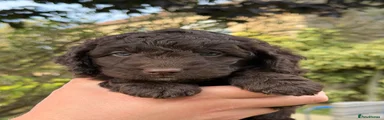 Cockapoo 6