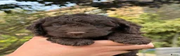 Cockapoo dogs for sale: F1b Cockapoos 5⭐️ Licensed Breeder Full DNA Clear - Advert 30