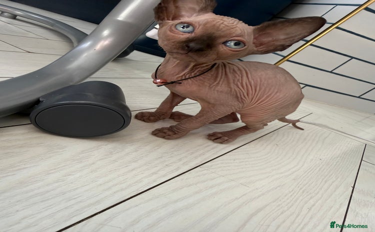 Sphynx cats - Advert 10