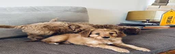Mixed Breed dogs for sale: Hassan H - Advert 11