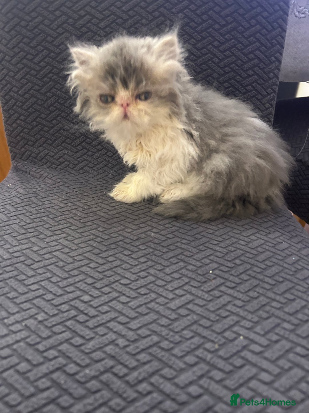 Persian cats for sale: Persian Kittens Top Quality Bloodlines - Advert 10