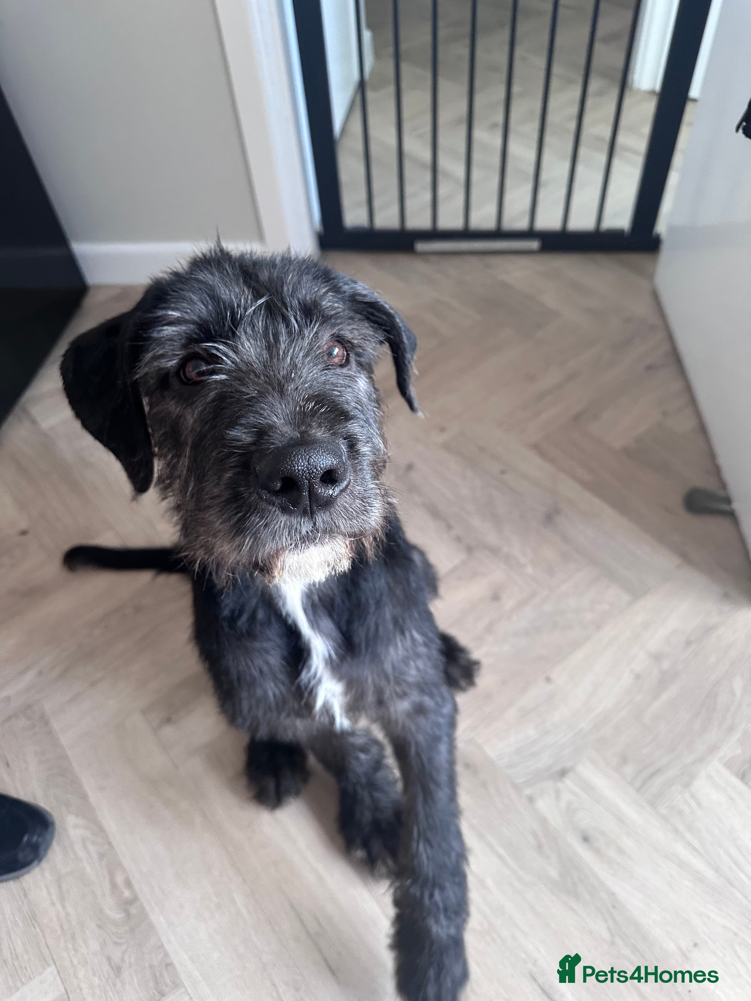 Mixed Breed dogs Old English sheep dog cross  - Advert 1