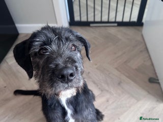 Mixed Breed dogs Old English sheep dog cross - Advert 1