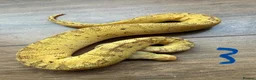 Snake reptiles for sale: Royal/ball python  - Advert 3