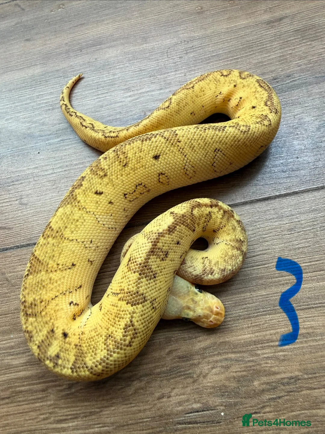 Snake reptiles for sale: Royal/ball python  - Advert 3