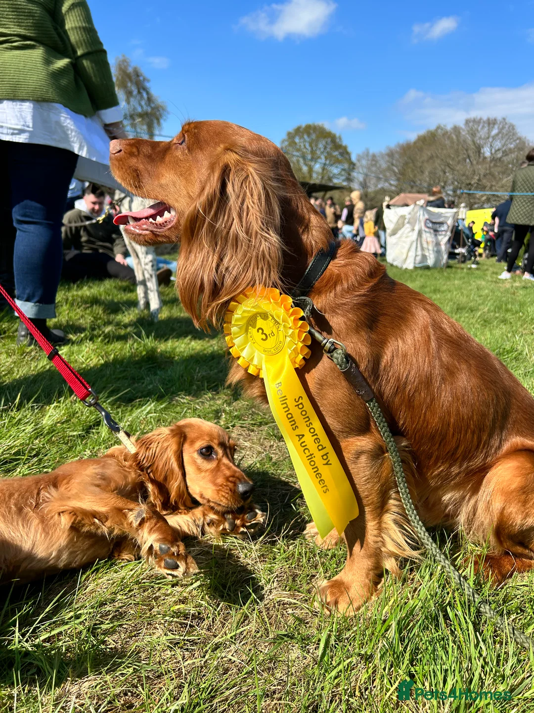 Cocker Spaniel dogs for stud: KC-Registered Working Cocker Spaniel Stud - London in Shipton-under-Wychwood - Advert 12