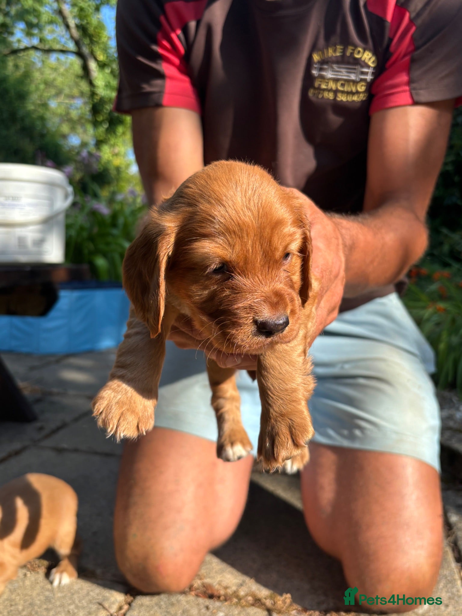 Cocker Spaniel dogs KC KC working cocker spaniel puppies £1500 ono  - Advert 2