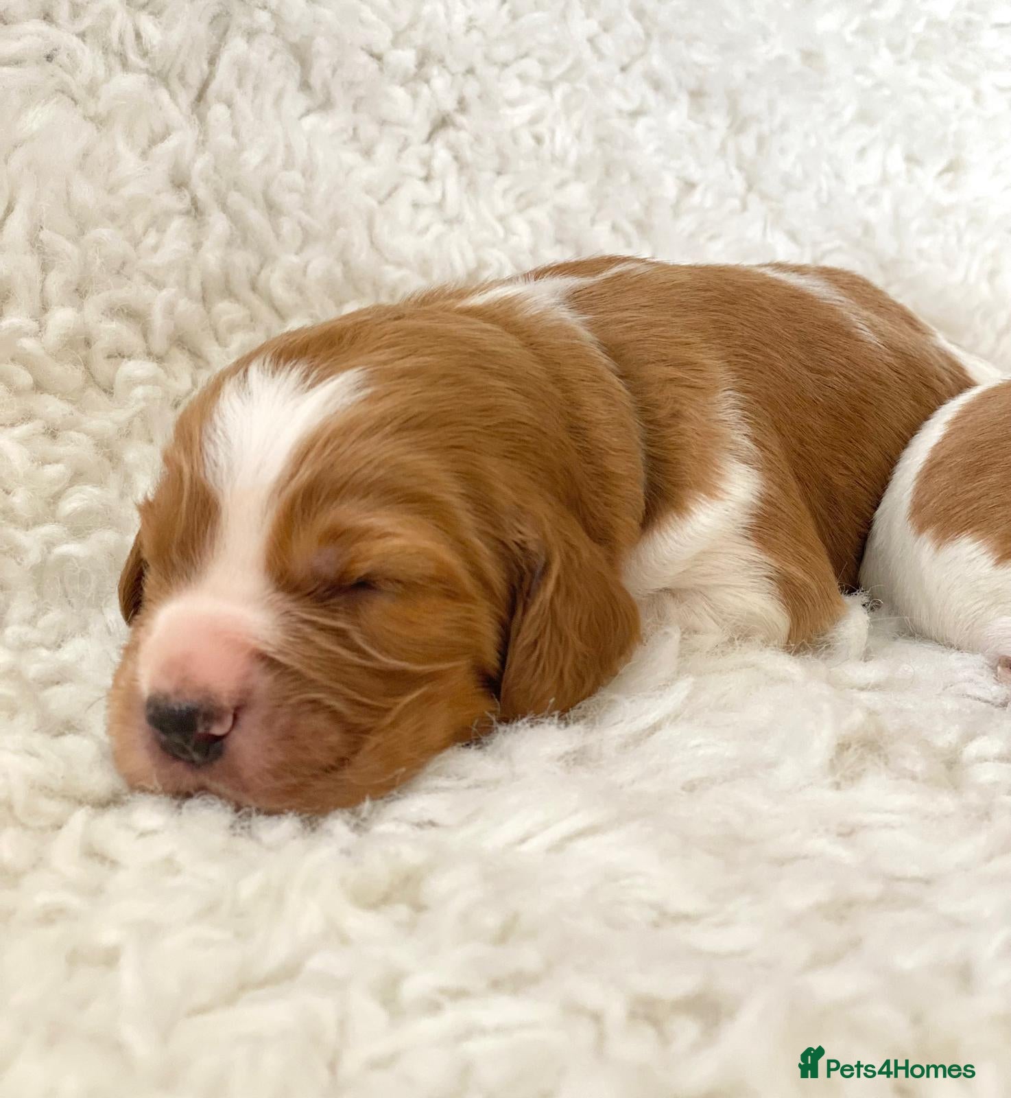 Welsh Springer Spaniel dogs KC Reg Welsh Springer Spaniels Fully Health Tested - Advert 1