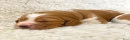 Welsh Springer Spaniel dogs for sale: KC Reg Welsh Springer Spaniels Fully Health Tested - Advert 1