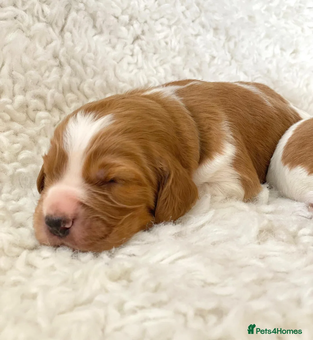 Welsh Springer Spaniel dogs for sale: KC Reg Welsh Springer Spaniels Fully Health Tested - Advert 1