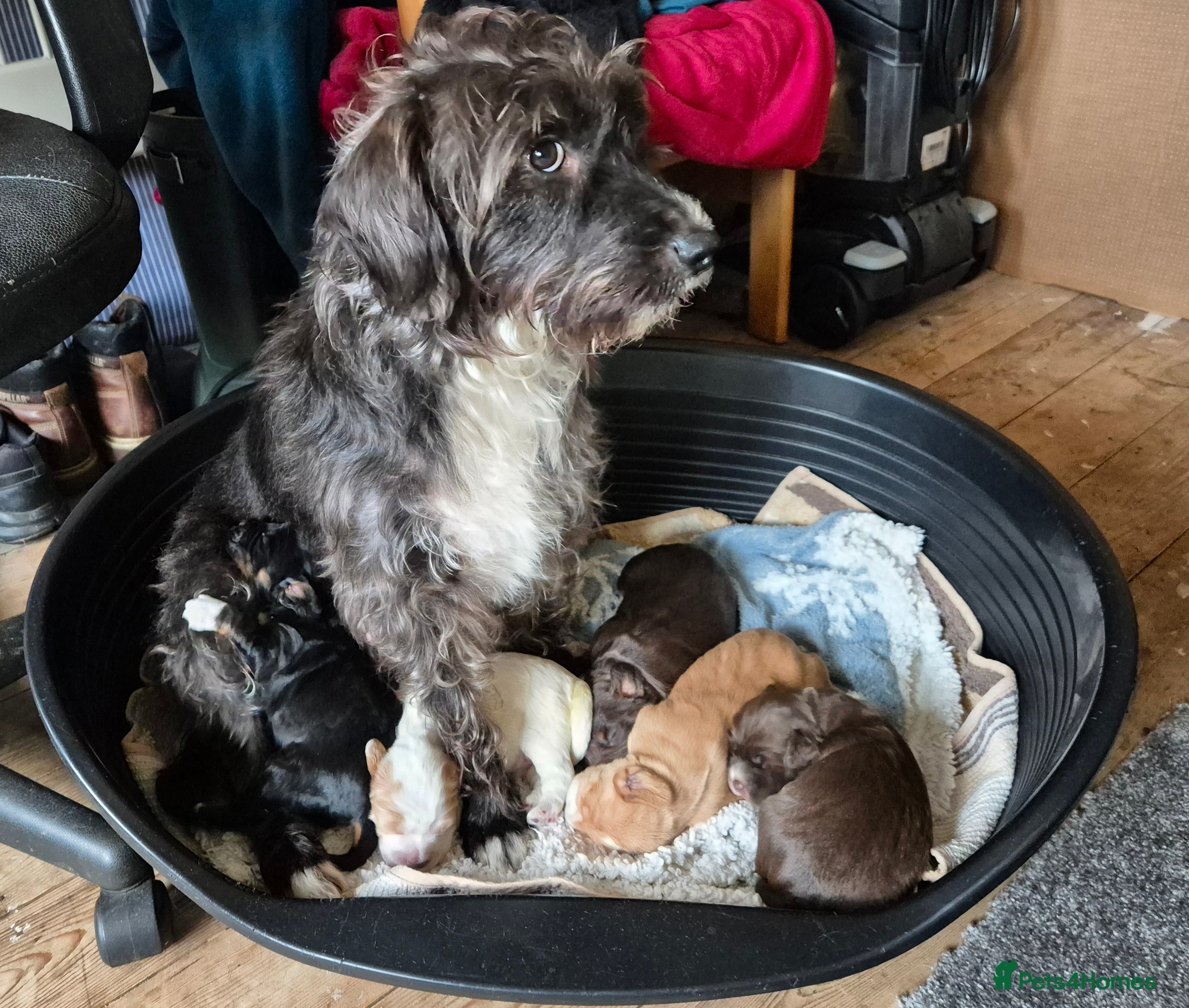 Mixed Breed dogs Beautiful Cockapoo/Springer pups for adoption  in Cheadle - Advert 1