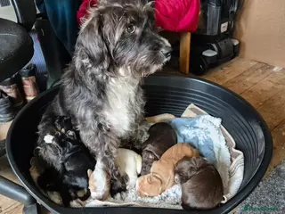 Mixed Breed dogs Beautiful Cockapoo/Springer pups for adoption in Cheadle - Advert 1
