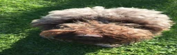 Labradoodle dogs for sale: F2 labradoodle 8yo male for rehoming  - Advert 4