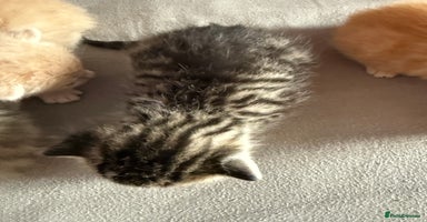 Mixed Breed cats - Advert 1