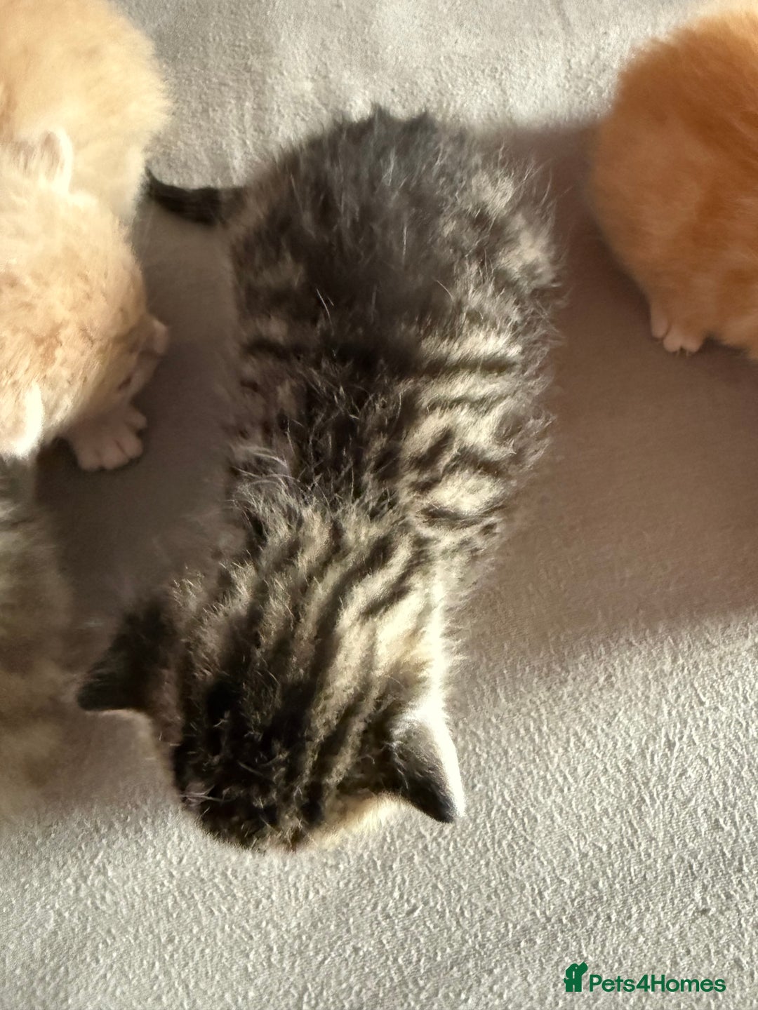 Mixed Breed cats for sale: Kittens  - Image 2