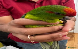 Parrots birds for sale: Semi-tamed kakariki  - Image 6
