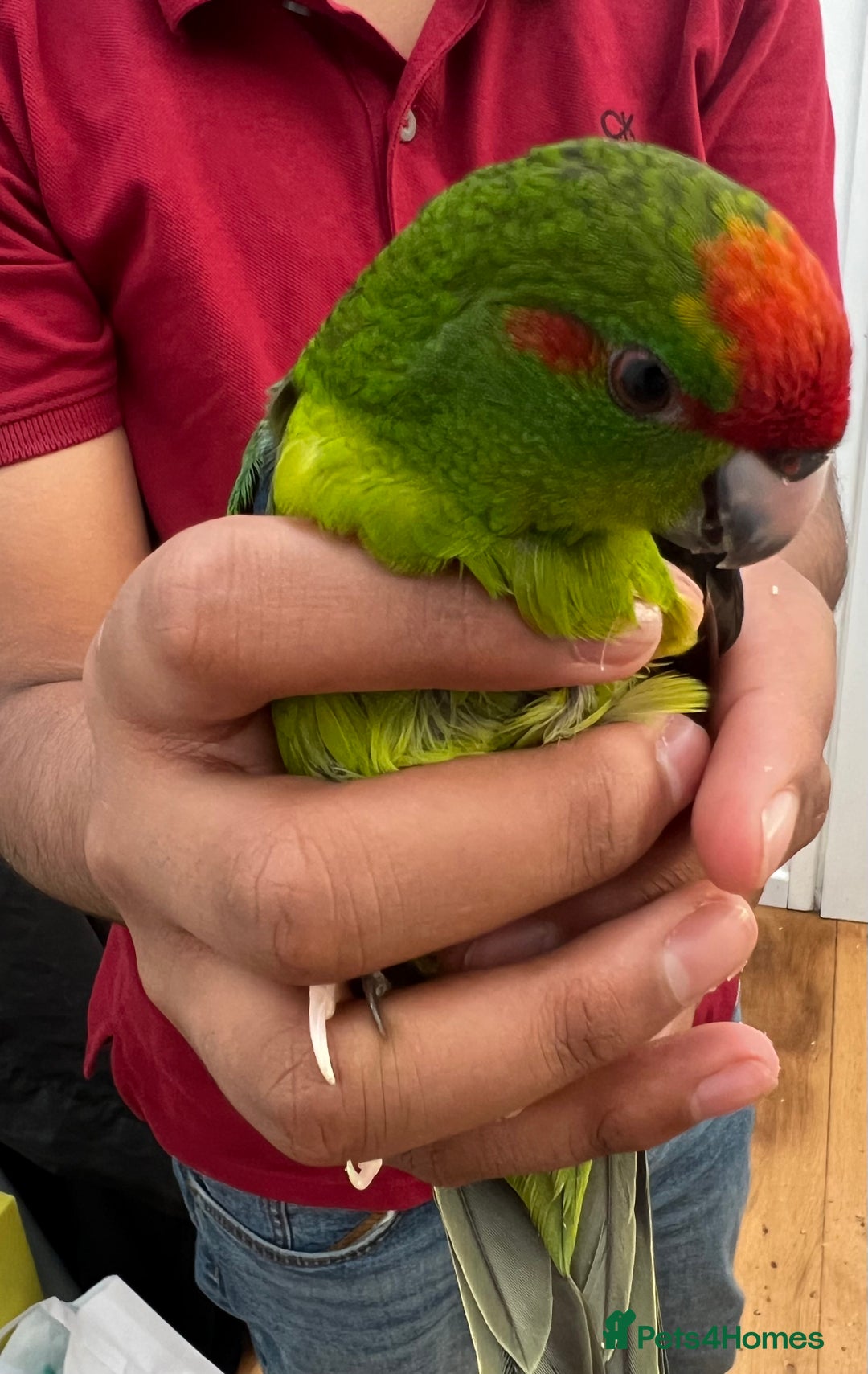 Parrots birds for sale: Semi-tamed kakariki  - Image 6