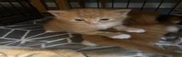 Mixed Breed cats for sale: Gorgeous Kittens with Wonderful Personalities - Advert 19