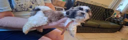 Mixed Breed dogs for sale: Shih-Tzu X puppies in Wisbech - Advert 5