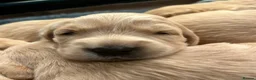 Golden Retriever dogs for sale: Stunning KC reg Golden Retriever babies - Advert 4
