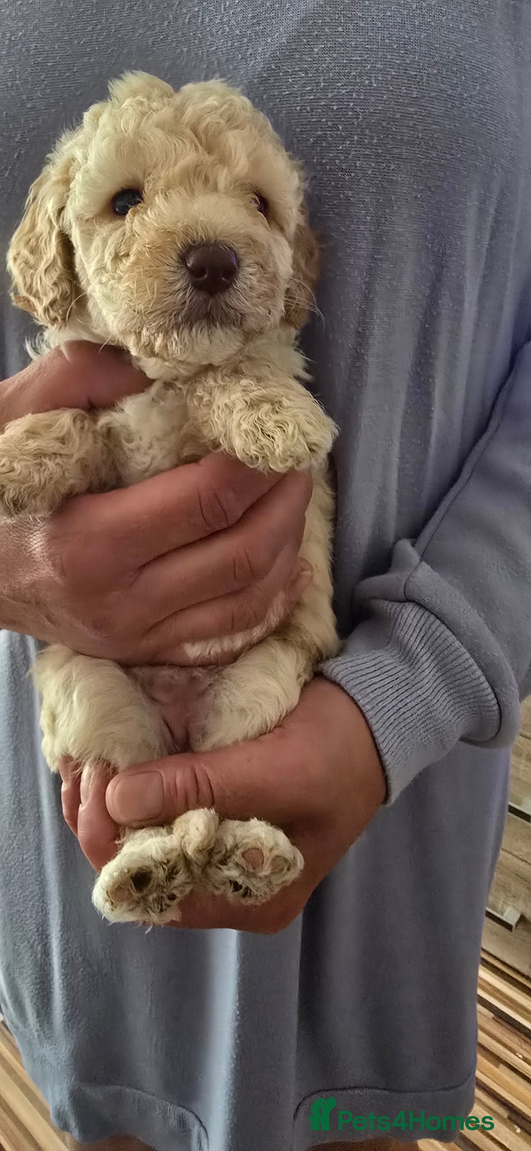 Standard Poodle dogs for sale: 7 Standard poodles for sale including 2 merle - Image 8
