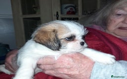 Shih Tzu dogs for sale: 2 female shih tzu puppies  - Image 1