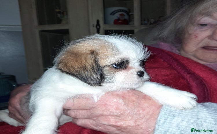 Shih Tzu dogs - Advert 4