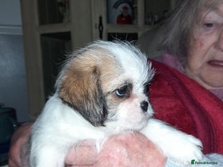 Shih Tzu dogs - Advert 7
